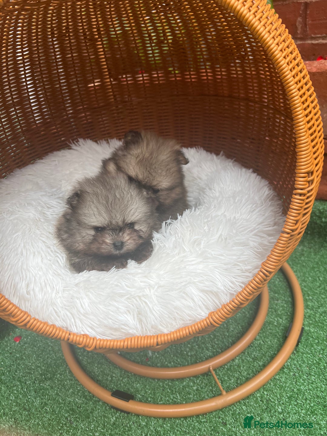 Pomeranian dogs for sale: Pomeranian toy  - Image 10