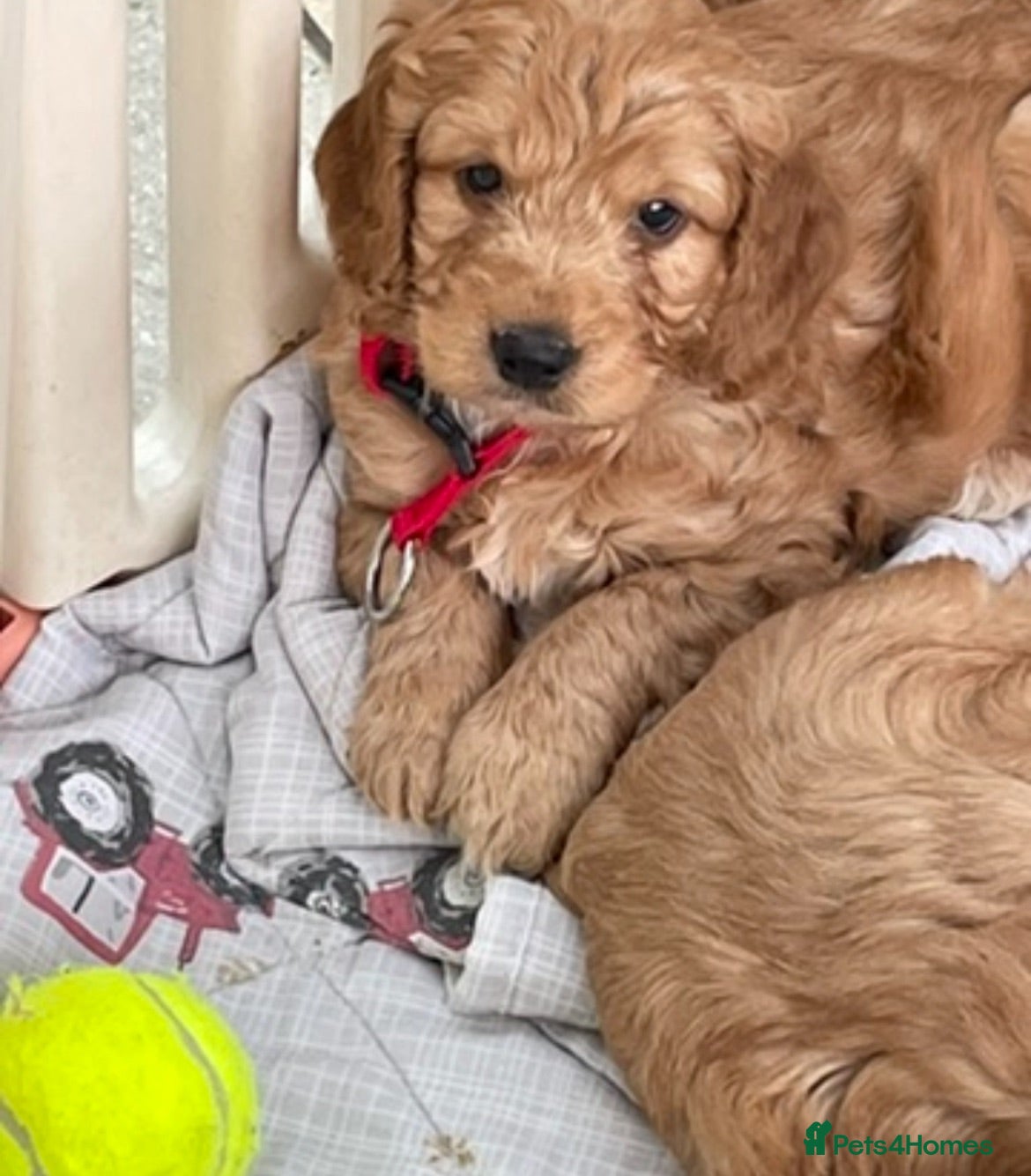 Cockapoo dogs Cockapoo F1 puppies  - Advert 1