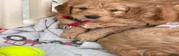 Cockapoo dogs for sale: Cockapoo F1 puppies  - Advert 1
