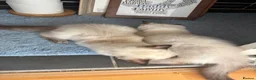Ragdoll cats for sale: Boy and Girl Ragdoll in Woodford Green - Advert 9