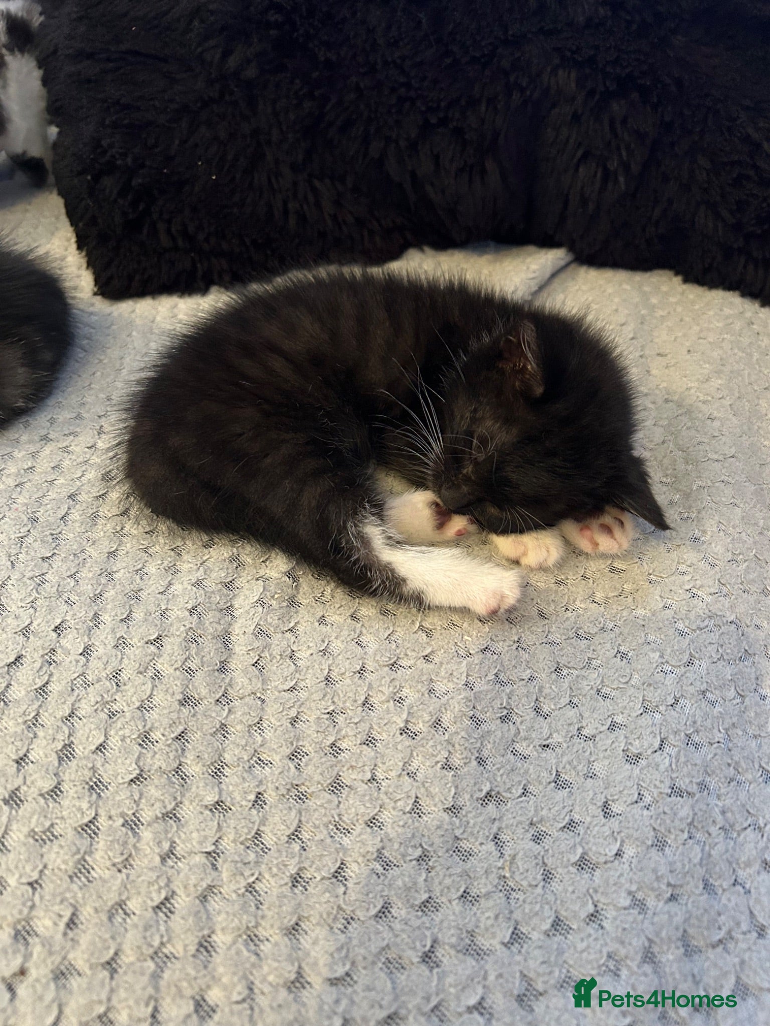 Mixed Breed cats 2 kittens for sale  - Advert 1