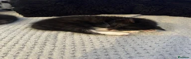 Mixed Breed 3
