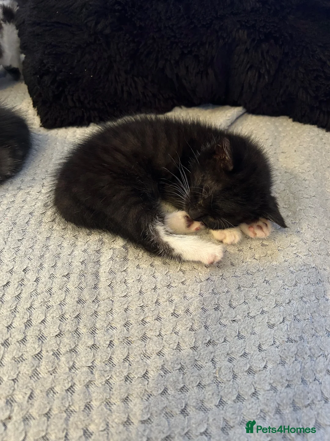 Mixed Breed cats for sale: 2 kittens for sale  - Advert 1