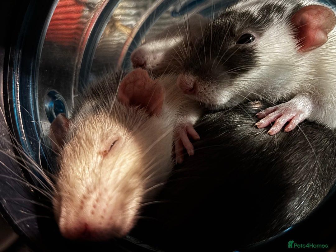 Rat rodents for sale: 4 female rats - Advert 3