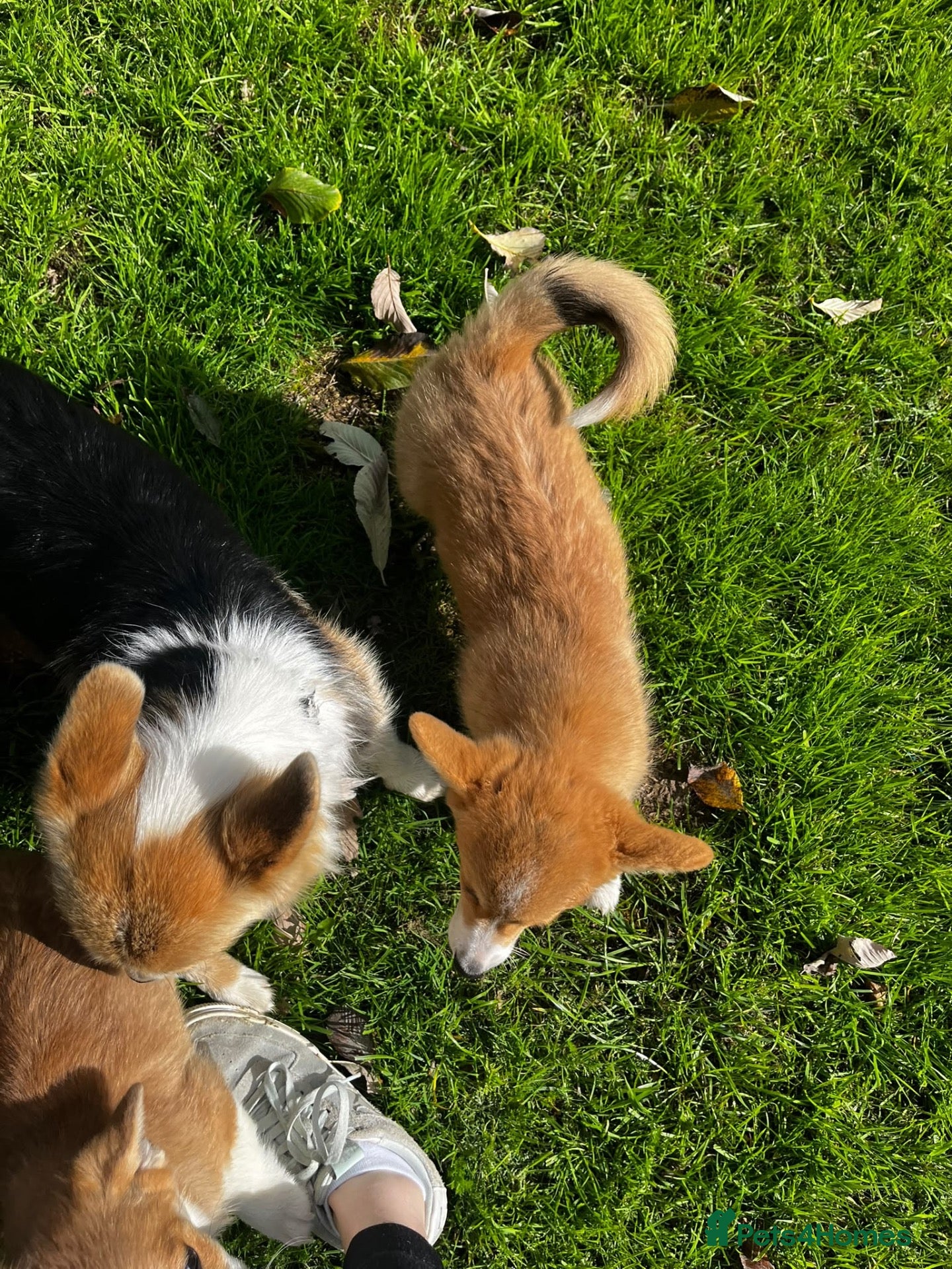 Welsh Corgi Pembroke dogs Pembrokeshire Corgi  - Advert 12