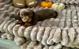 Dachshund dogs for sale: Dachshunds mini puppies   - Image 16