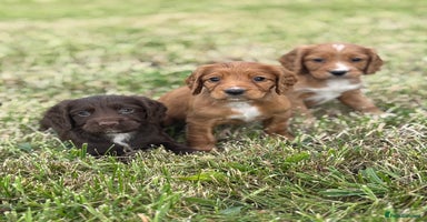 Cocker Spaniel dogs - Advert 12