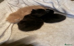 British Longhair cats for sale: Beautiful British longhair kittens - Image 15