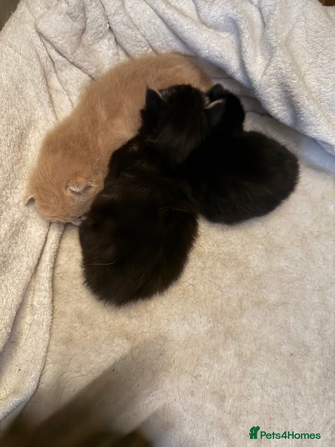 British Longhair cats for sale: Beautiful British longhair kittens - Image 15