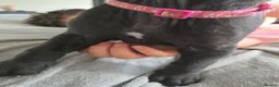 Great Dane dogs for sale: Great dane pups  - Advert 15