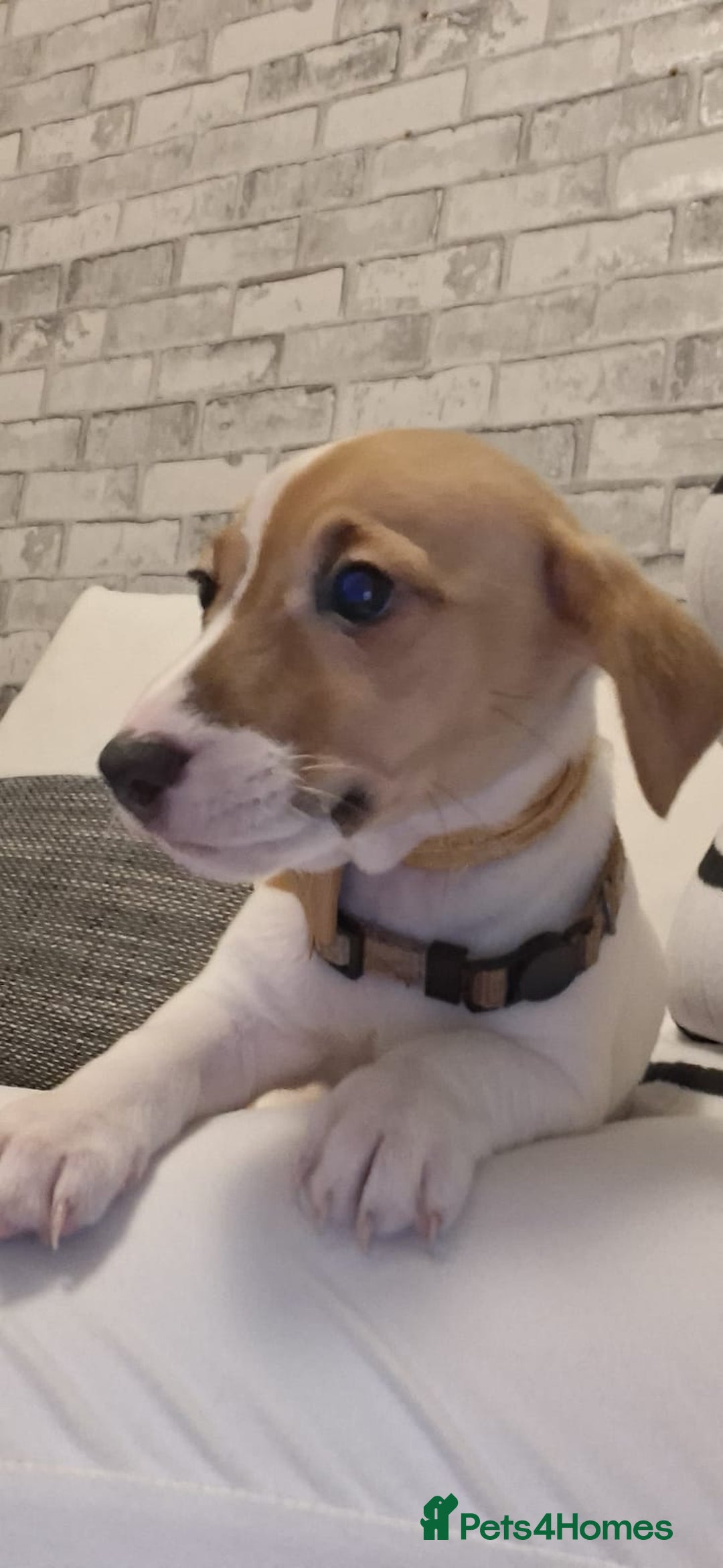 Jack Russell dogs for sale: Beautiful Jack Russell puppies - Advert 12