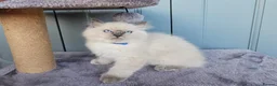 Ragdoll cats for sale: Adorable Kittens Looking for Their Forever Homes🐾 in Macclesfield - Advert 8