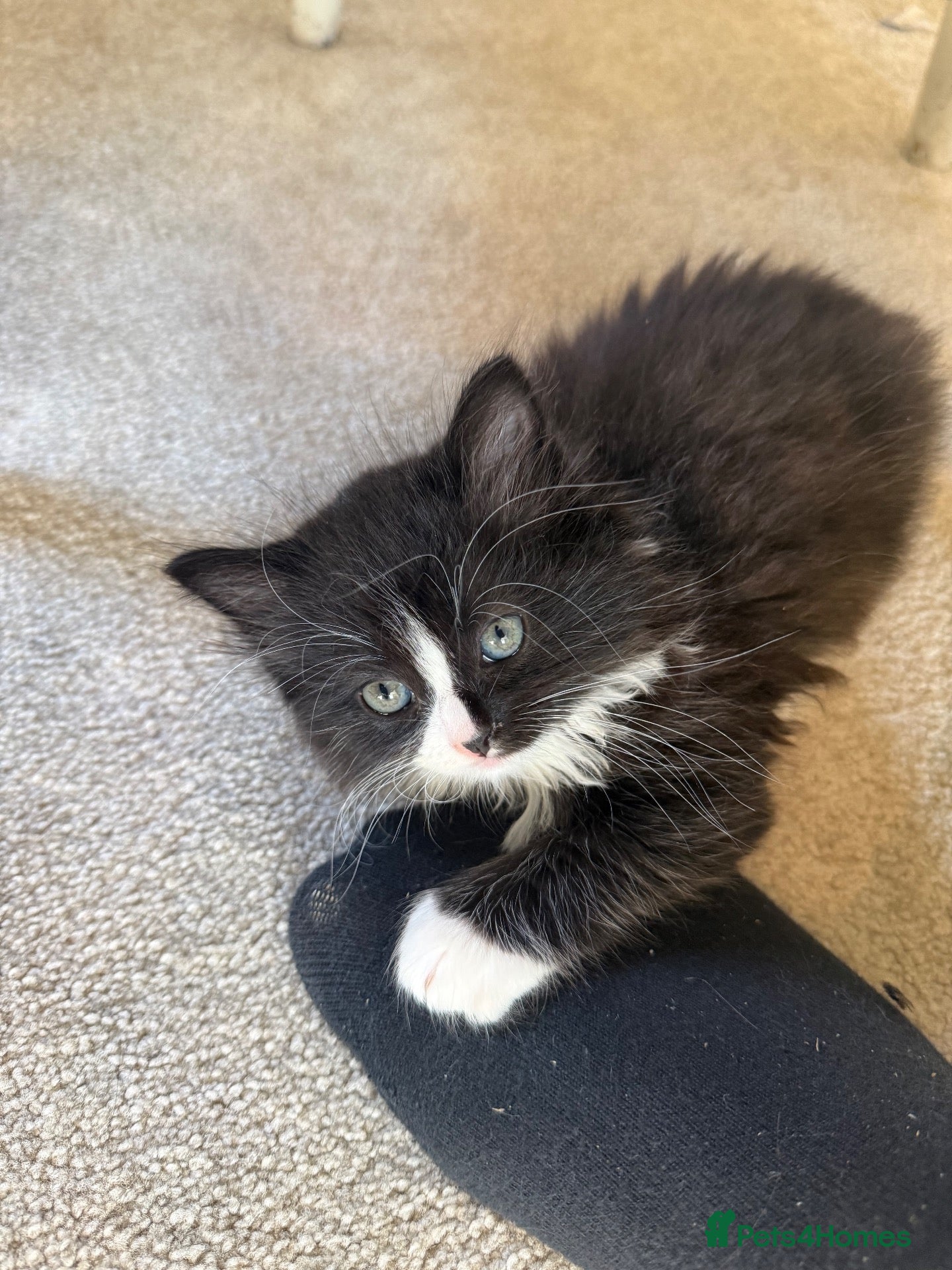 Mixed Breed cats Maine coon cross ragdoll kittens  - Advert 15