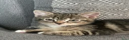 Mixed Breed cats for sale: Four beautiful tabby kittens - Advert 4