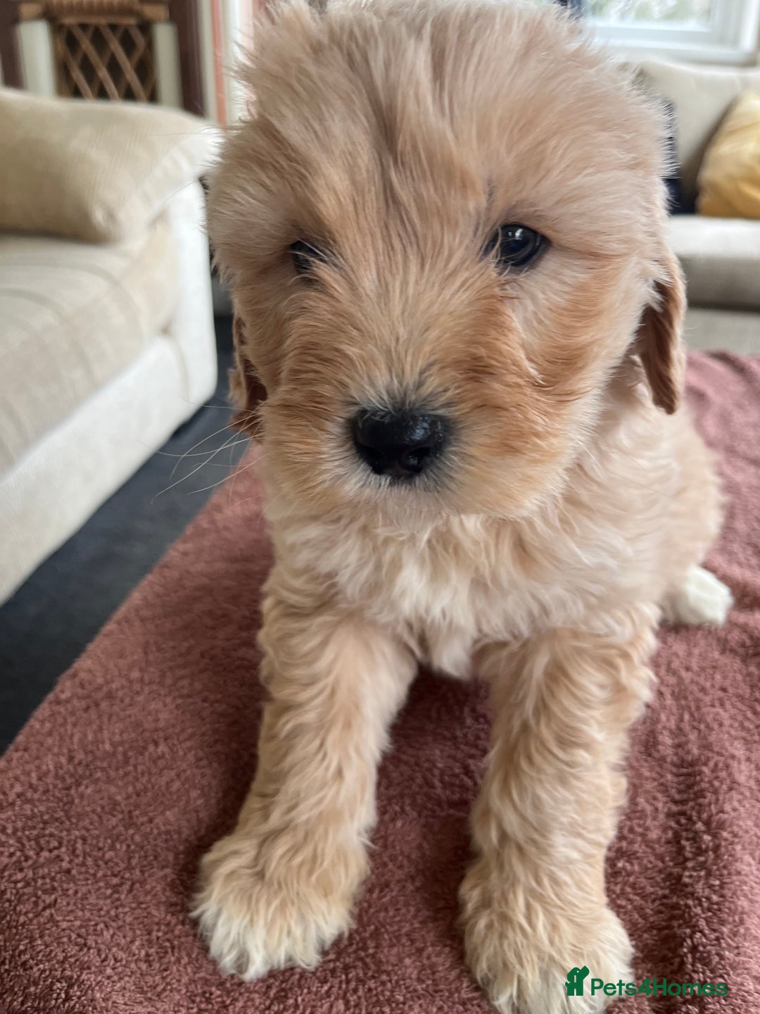 Labradoodle dogs for sale: Beautiful healthy Labradoodle Puppied - Advert 30