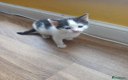 Mixed Breed cats for sale: 6 beautiful kittens - Image 11