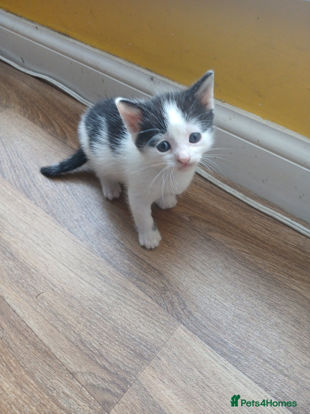 Mixed Breed cats for sale: 6 beautiful kittens - Image 11