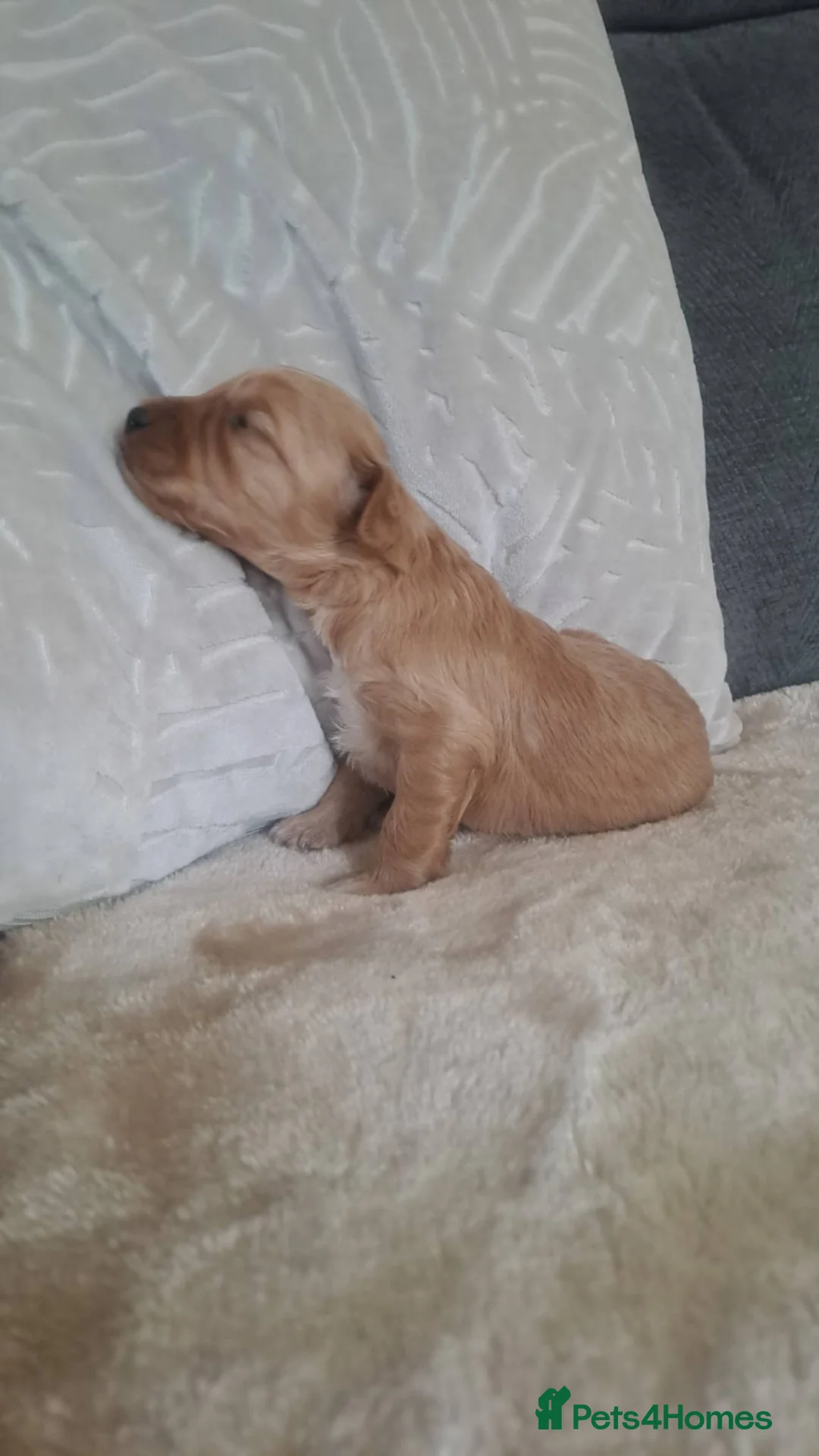 Cockapoo dogs for sale: Beautiful cockapoos - Advert 6