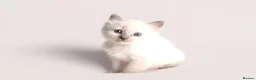 Ragdoll cats for sale: Beautiful Pedigree Ragdoll Kittens  - Advert 7