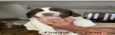 English Springer Spaniel Puppy 1