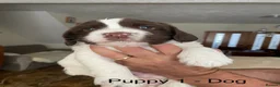English Springer Spaniel dogs for sale: KC English Springer Spaniels in Merthyr Tydfil - Advert 2