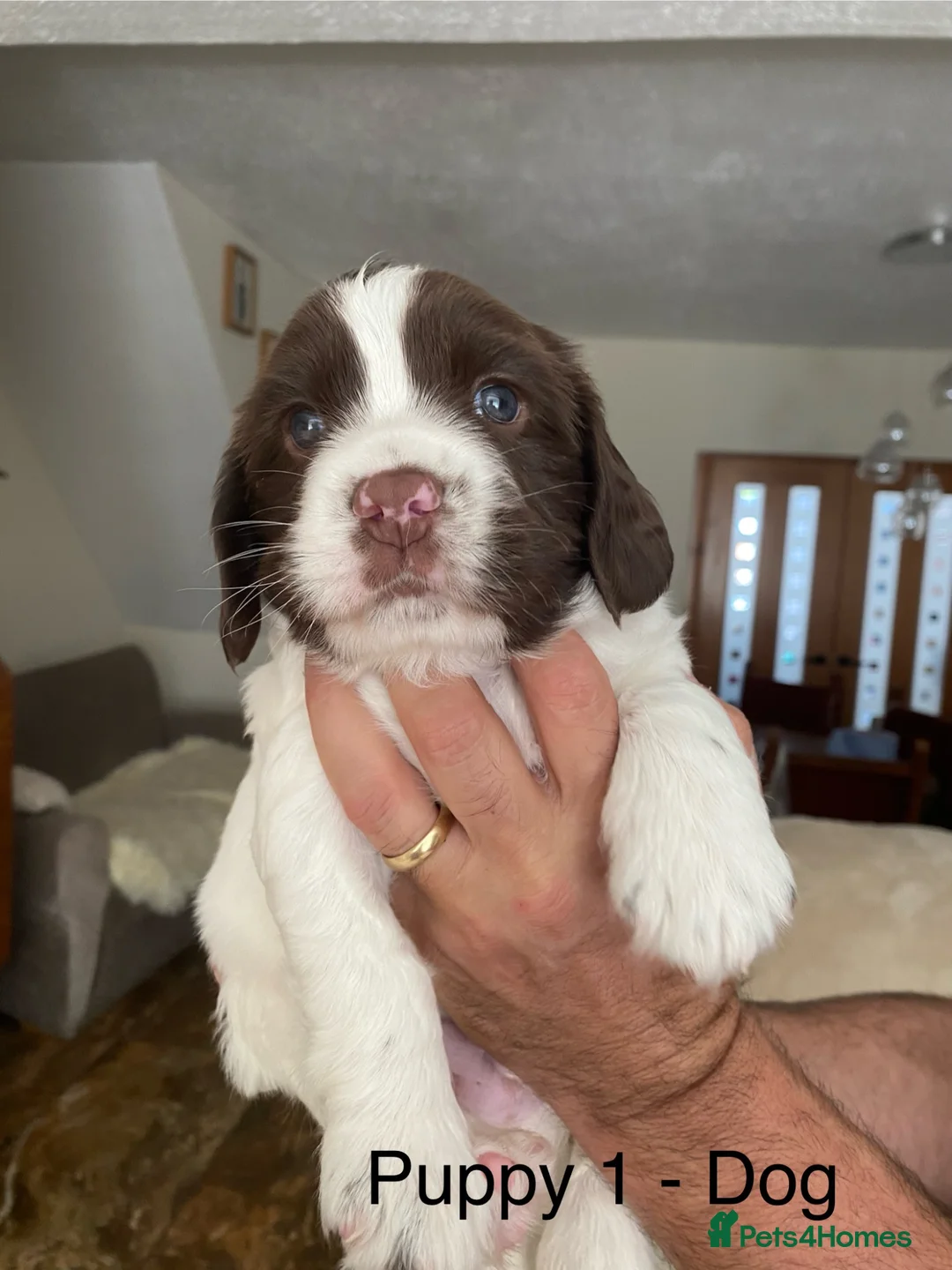English Springer Spaniel dogs for sale: KC English Springer Spaniels in Merthyr Tydfil - Advert 2