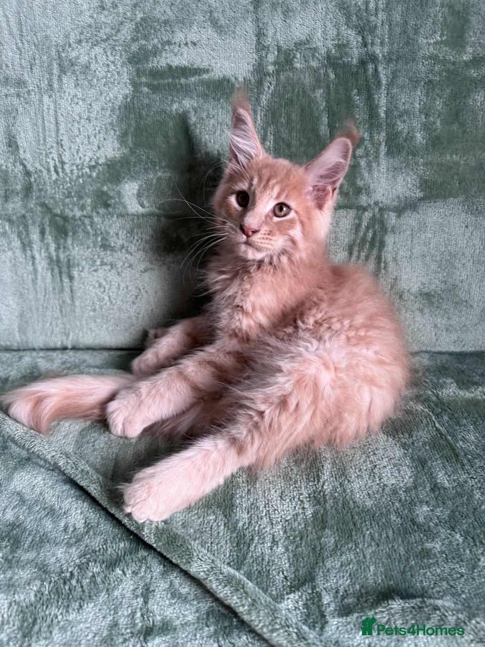 Maine Coon cats Purebred Maine Coon kittens - Advert 6
