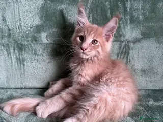 Maine Coon cats Purebred Maine Coon kittens - Advert 10