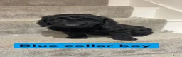 Cockapoo dogs for sale: 🐶Beautiful cockapoo puppy’s🐶 - Advert 8