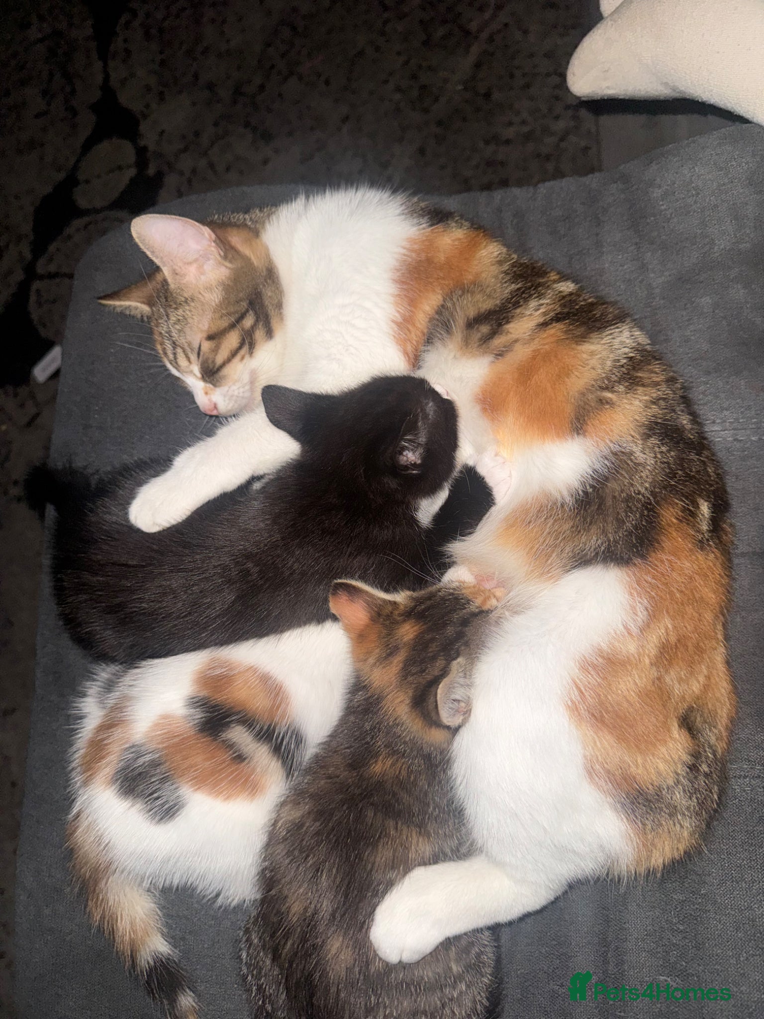 Mixed Breed cats 3 beautiful kittens  - Advert 4