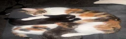Mixed Breed cats for sale: 3 beautiful kittens  in Pudsey - Advert 1