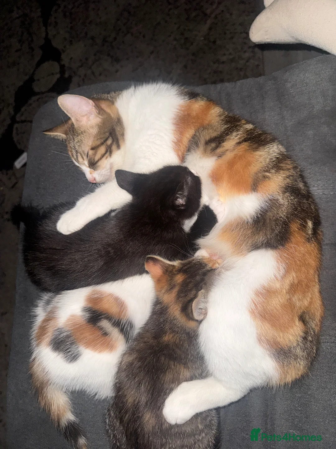 Mixed Breed cats for sale: 3 beautiful kittens  in Pudsey - Advert 1