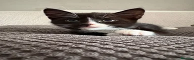 Mixed Breed Kitten 4