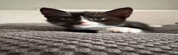 Mixed Breed cats for sale: Main coon X British short hair kittens  in Chessington - Advert 3