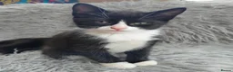 Mixed Breed cats for sale: Beautiful black/white long hair boy - Advert 6
