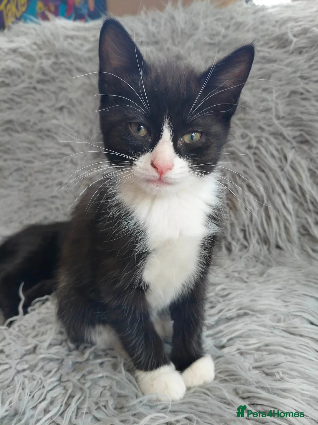 Mixed Breed cats for sale: Beautiful black/white long hair boy - Advert 6