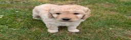 Labradoodle dogs for sale: Beautiful mutigeneration F3 labradoodle girl  - Advert 7