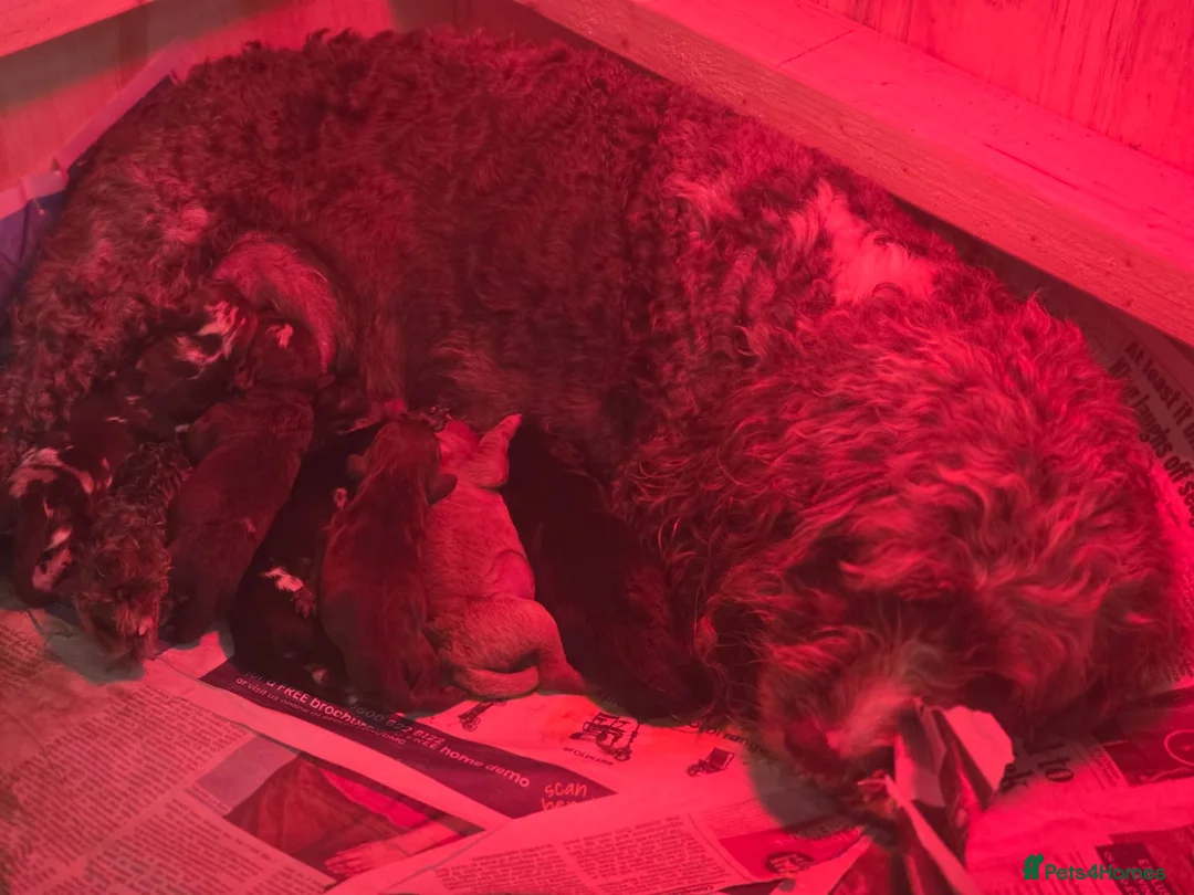 Cockapoo dogs for sale: Beautiful Cockapoo puppies.  - Advert 1