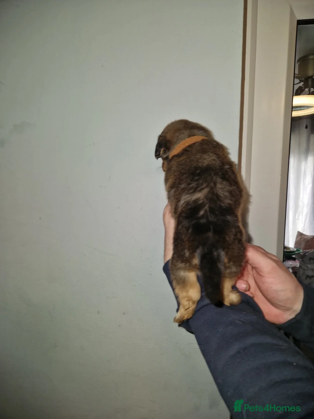 Mixed Breed dogs for sale: Miniature Dachshund x Pomeranian Puppies - Advert 27