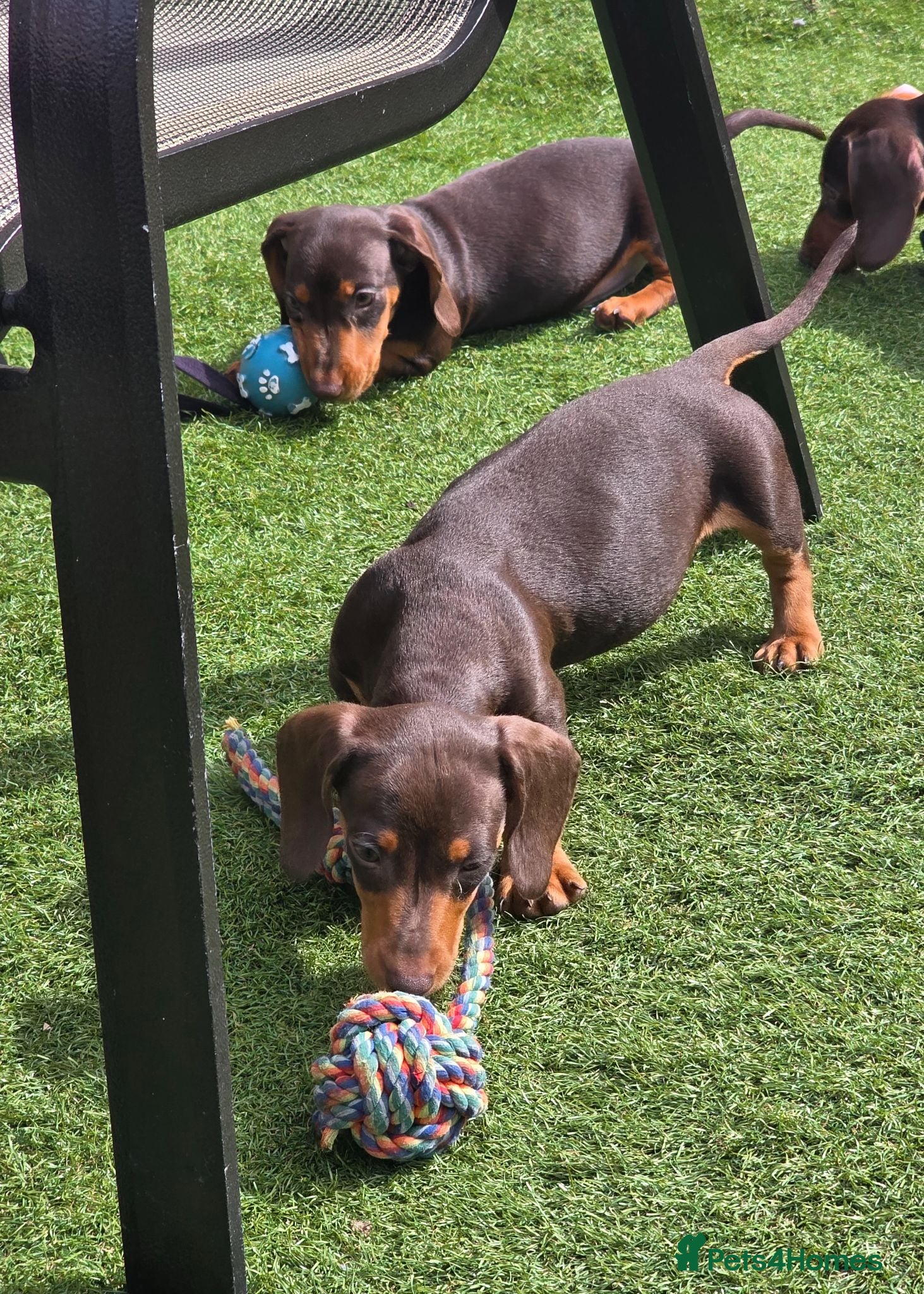 Miniature Dachshund dogs Stunning miniature dachshund puppies - Advert 5
