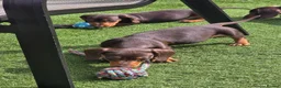 Miniature Dachshund dogs for sale: Stunning miniature dachshund puppies - Advert 2