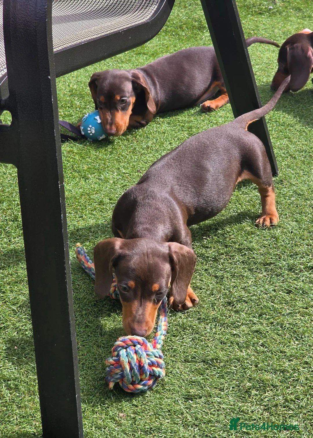 Miniature Dachshund dogs for sale: Stunning miniature dachshund puppies - Advert 2