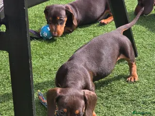 Miniature Dachshund dogs Stunning miniature dachshund puppies - Advert 5