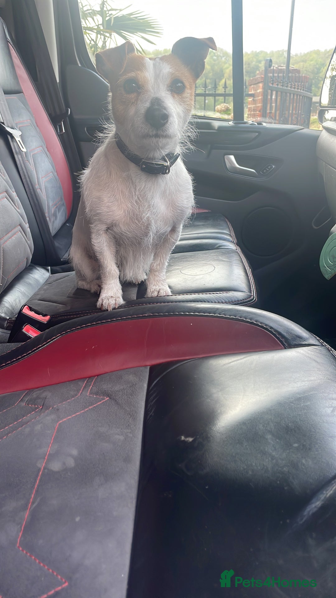 Jack Russell dogs for sale: Short leg pure bred jacks Russel original type .  - Image 10