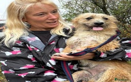 Mixed Breed dogs for adoption: Button - Watton Norfolk  - Advert 10