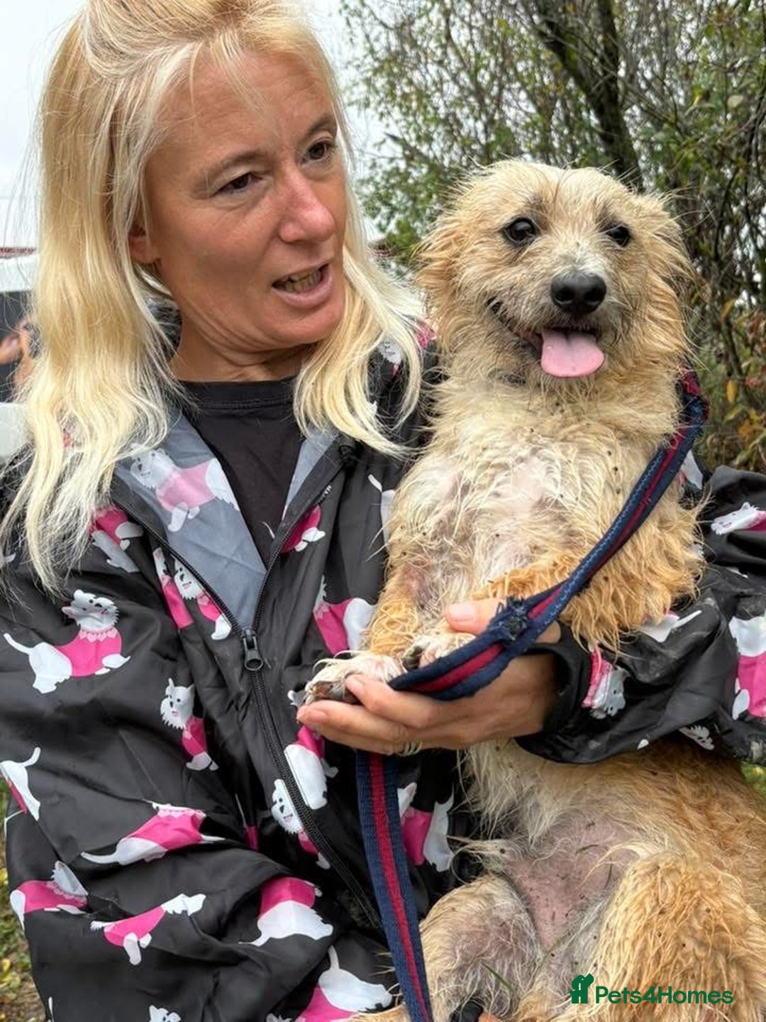 Mixed Breed dogs for adoption: Button - Watton Norfolk  - Advert 10