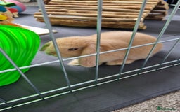 Mini Lop rabbits for sale: Two female mini lops for sale - Image 8