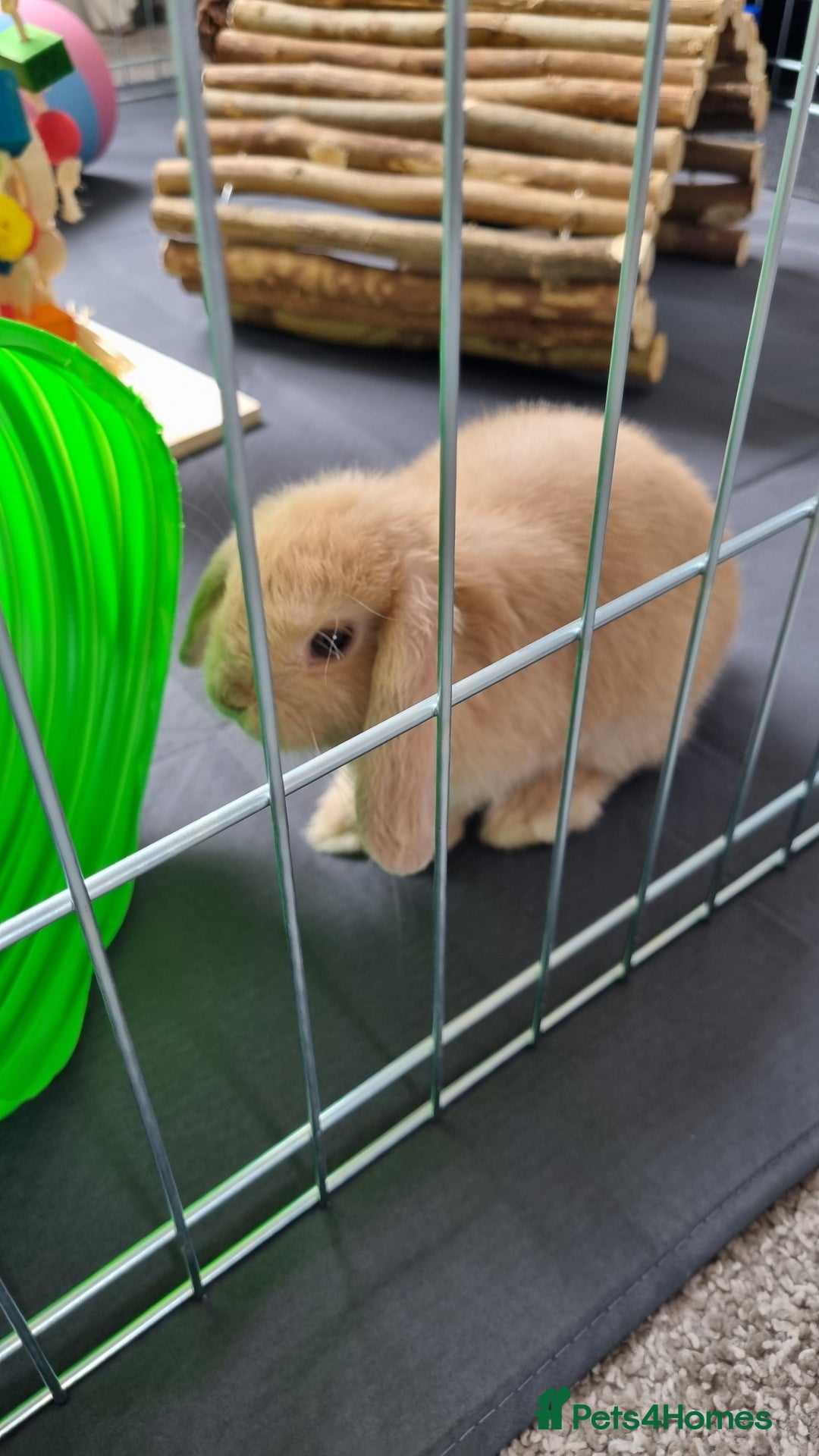 Mini Lop rabbits for sale: Two female mini lops for sale - Image 8