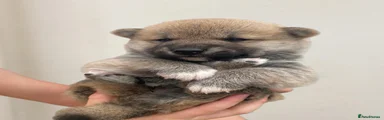 Japanese Shiba Inu 2