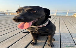 Labrador Retriever dogs for sale: Beautiful Labrador Retriever puppies - Image 23